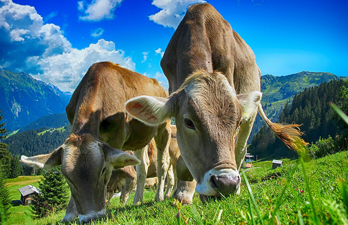 HardNetSoft Farm Management